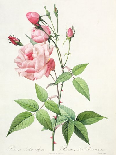 Rosa Indica Vulgaris, grabado por Bessin, de 